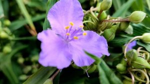 Ветреный холм 125 серия русская озвучка | Сонгюль и Альп