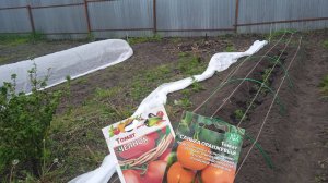 22.5.25г.   ПОМИДОРЫ сорта САНЬКА ОРАНЖЕВЫЙ и ЧЕЛНОК высадила в Открытый Грунт под Укрытие!!!