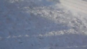 ЩЕНКИ ВЕО" ВОСТОЧНО-ЕВРОПЕЙСКОЙ ОВЧАРКИ "С документам?
