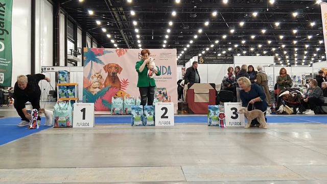 03.11.2024, СПб. Клуб "Невская Застава-1". Выставка собак все? смотреть онлайн