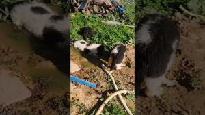 песня про породу ньюфаундленд