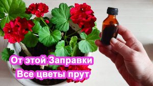 2 Бабушкиных метода Дать цветам подпитку в декабре Завалят цветением герань и фиалки.