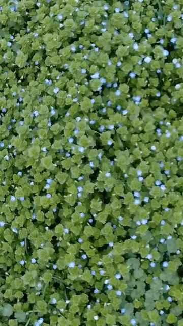 Не ожидал но нашел вот такое классное поле цветов 👍 смотреть онлайн