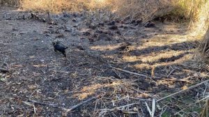 Охота с ягдтерьером, поиск енота в камыше, притравка м?