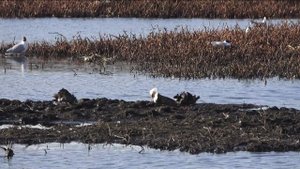 Брачные бои самцов турухтанов