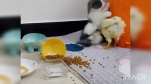 Наглая курочка🐱🐔