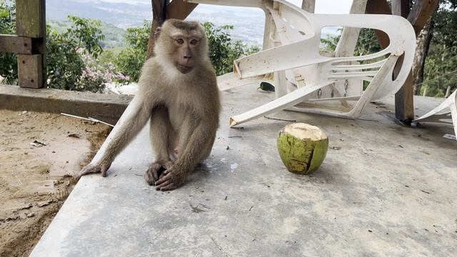 Обезьяны. Будда. Таиланд 2025 г. / Monkeys. Buddha. Thailand 2025