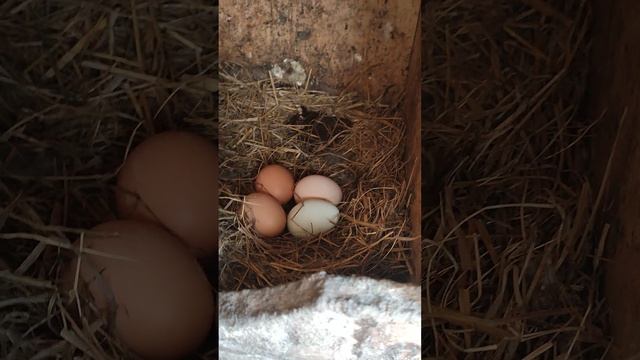 Вместе с кошечкой Лапой у курочек🐔 Собираем яйца🥚