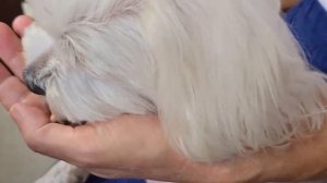 Бишон фризе - идеальный пушистый компаньон. 🐶✨