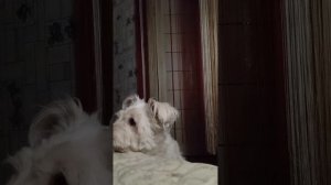 Монечка и клубника... Теперь и мне интересно - а что он не ест?