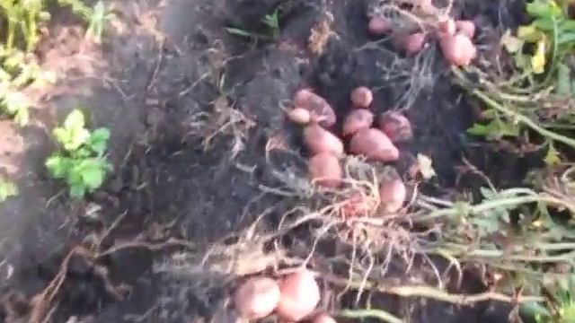 Сорт картофеля Родриго (Родрига). Хороший сорт. Засуху смотреть онлайн