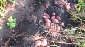 Сорт картофеля Родриго (Родрига). Хороший сорт. Засуху
