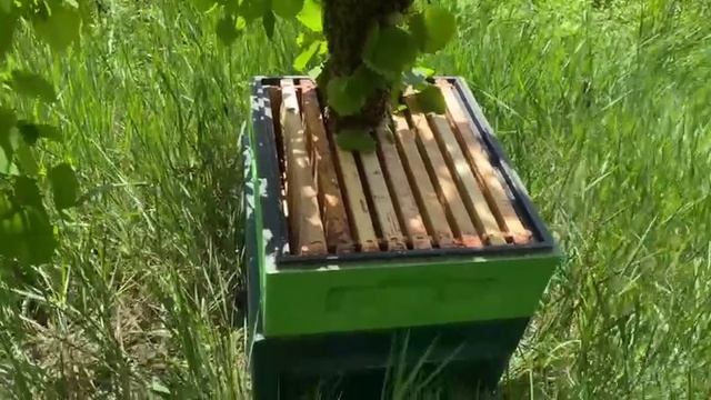 НИ ДНЯ БЕЗ РОЯ смотреть онлайн