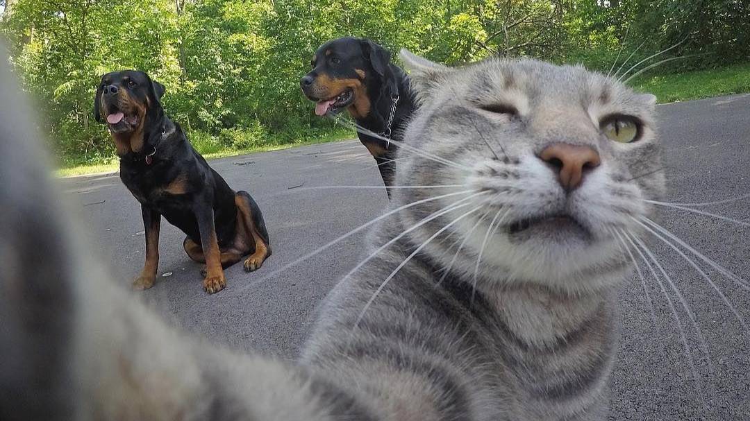 Собаки у Ветеринара. Груминг Агрессивной Собаки. Смешное Видео для Хорошего Настроения смотреть онлайн