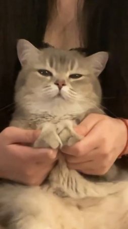 Танцульки 4)))