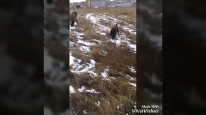 ВЕО И РОТВЕЙЛЕР