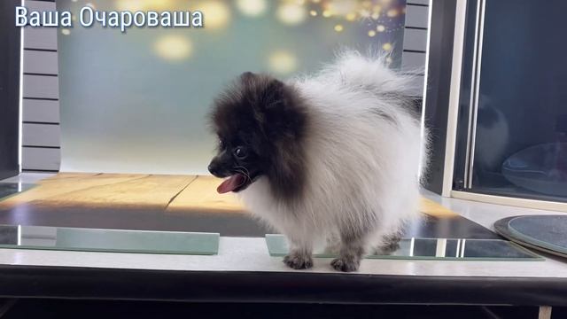 От Шери #шпиц#померанец#купитьшпица#вашаочароваша#щен