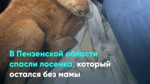 В Пензенской области спасли лосенка, который остался без мамы