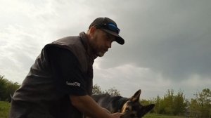 белые пятна у немецкой овчарки