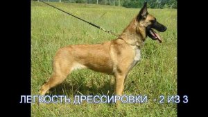 Бельгийская Овчарка