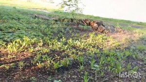 ПРОСЛЕДИЛ ЗА ПОМОЩНИКОМ МАНЬЯКА.ЧТО ОН ХОТЕЛ В ЭТОМ ЛЕСУ?