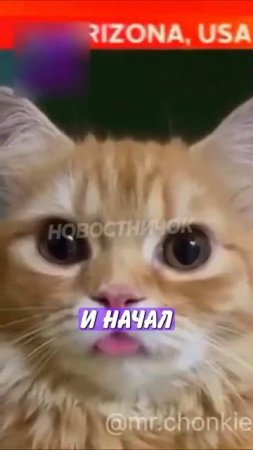 Новостничок (52)