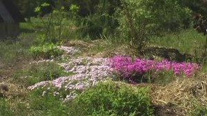 Как цветут растения на нашей плантации