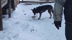 ЧЕМ ЗИМОЙ В ДЕРЕВНЕ  КОРМИТЬ СОБАКУ