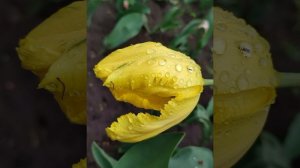 🌷 ТЮЛЬПАНЫ