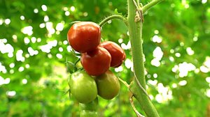 Большая область | 24.05.2025