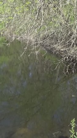 Скоро Тест Петард в Болоте НЕ ПРОПУСТИ...