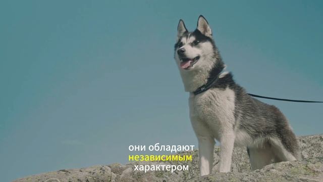 Факты о хаски, которые вас шокируют! 😱🐺 смотреть онлайн