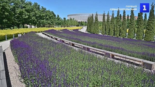 Красочно и ароматно- в парке «Краснодар» цветут поля шалфея