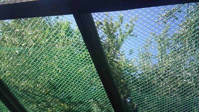 Пение птиц изнутри курятника