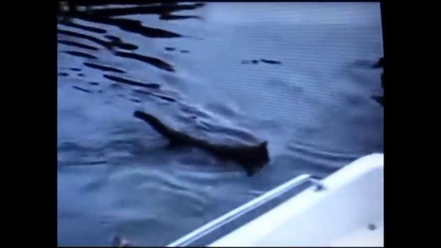 Смешные Новости (2 выпуск)Экстренный смотреть онлайн