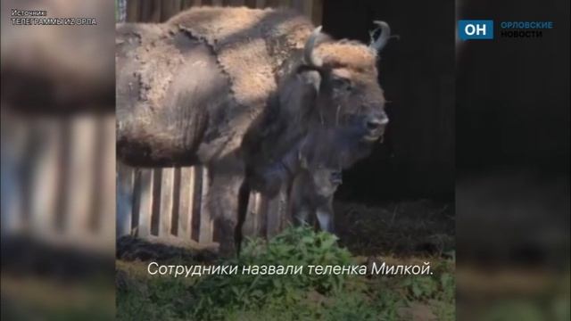 В Орловском полесье появилась на свет Милка