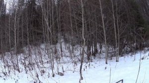 Охота на зайца с Русской гончей. Косой добыт. 2 Охотник?