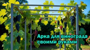 Арка для винограда