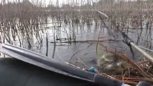 Этот карп сломал мою новую удочку. Рыбалка в октябре. My fishing