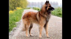 Бельгийская овчарка тервюрен