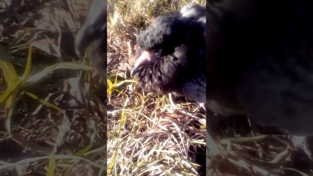 Бедный голубь сломал крыло смотреть онлайн