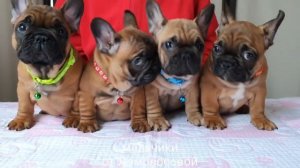 питомник ,,Французские бульдоги от Ломоносовой,, мои м?