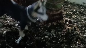 Вызов-Принят❗Скинула Хаски Schleich 2007 с балкона❗
