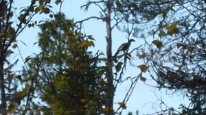 9 лет как один миг ! Карело-финская(карельская) лайка Ч.?