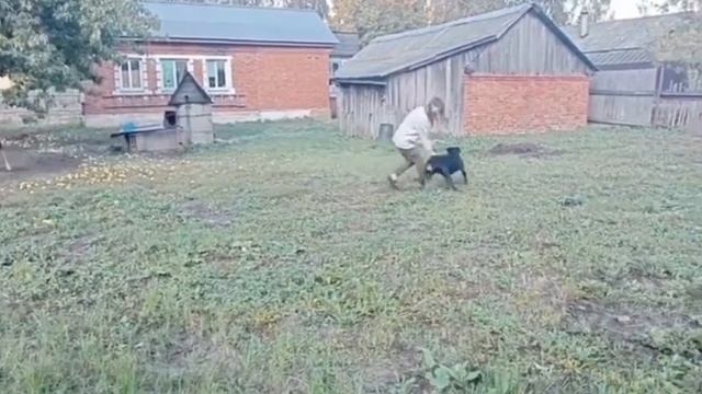 Фригга в 8 месяцев, ротвейлер на тренировке! смотреть онлайн