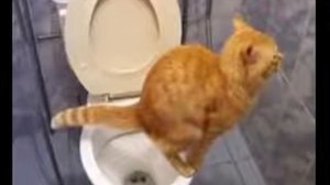 смех и слезы)))кот срет в унитаз/laughter and tears)))cat shit in the toile