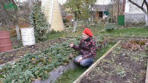 Подготовка клубники к зиме: как обрезать, когда и чем укрыть - 7 дач