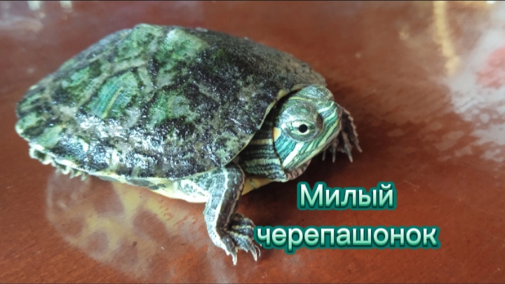 Необычный и забавный красноухий черепашонок бегает по столу ©Виктория Полшкова