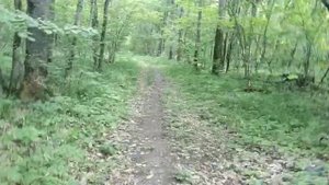 Происхождение Американской Акиты.