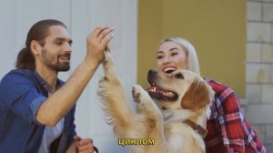 Топ 15 Пород Собак, Которые НЕ ЛИНЯЮТ и НЕ ПАХНУТ | Мален